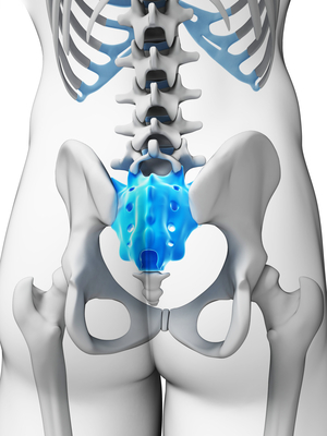 3d rendered illustration - sacrum