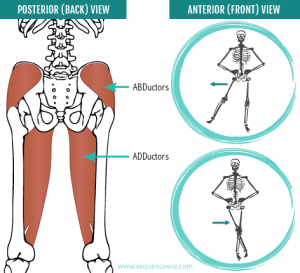 Hip abductors and adductors