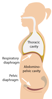 pelvic floor muscles