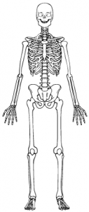 Skeleton