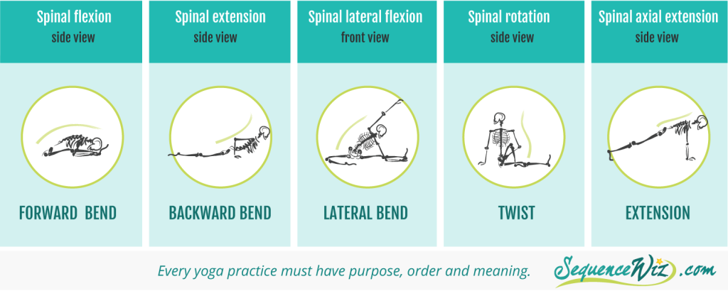 Directional movement of the spine in yoga poses