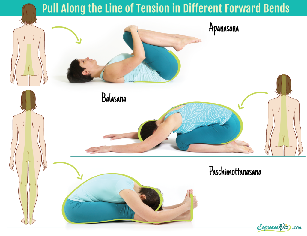 Pull along the line of tension in forward bends