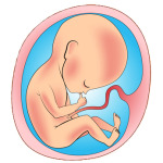 fetus in womb