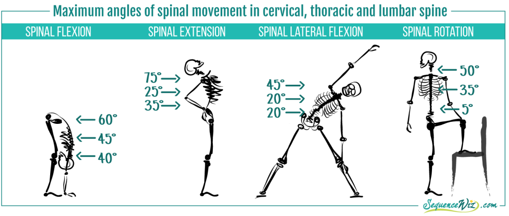 Mobility of the spine