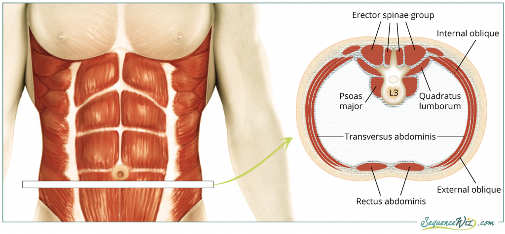 Core muscles