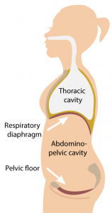 DiaphragmPelvicFloor