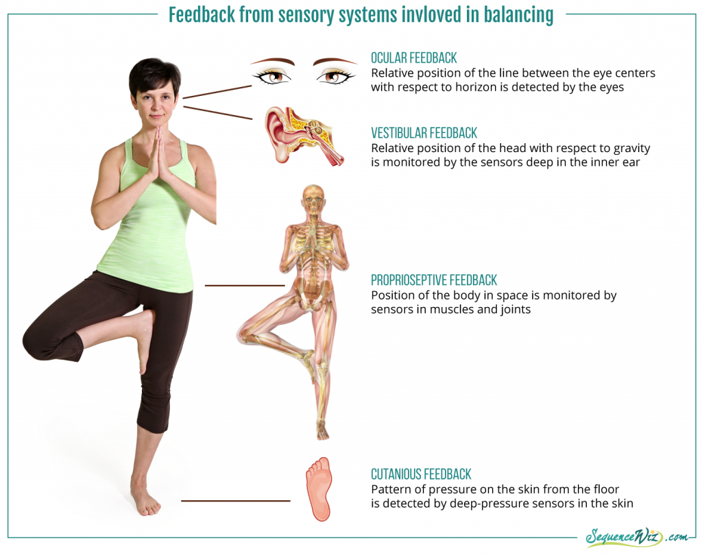 SensorySystemsInvlovedInBalance