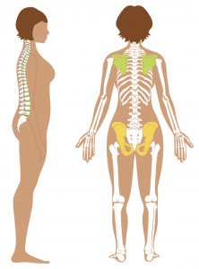 Stages of bservation_bones