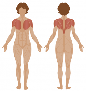 Stages of observation_muscles