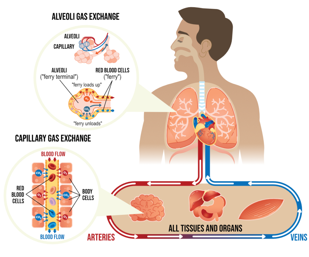 Gas exchange within the body